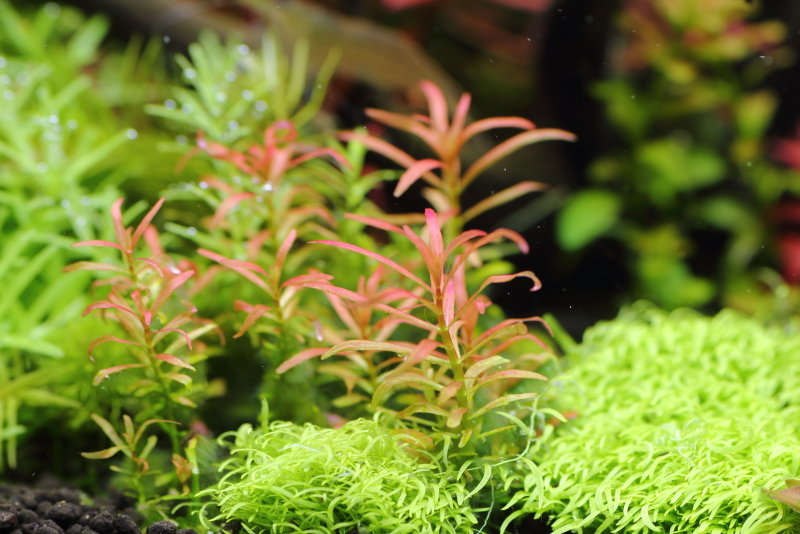 植栽から296日目　アラグアイア　レッドクロスプランツ